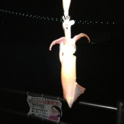 ケンサキ求めて