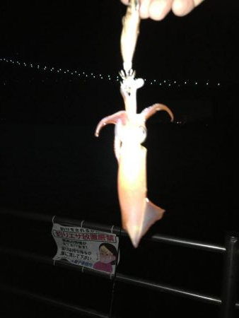 ケンサキ求めて