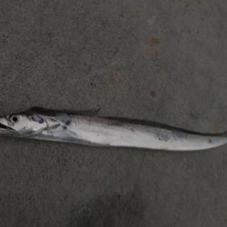 ショアジギ第2弾！