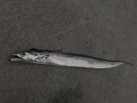 ショアジギ第2弾！