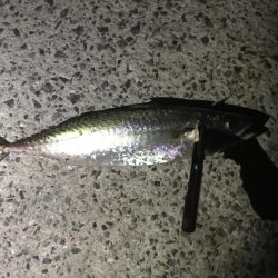 鯖さんこんばんはー