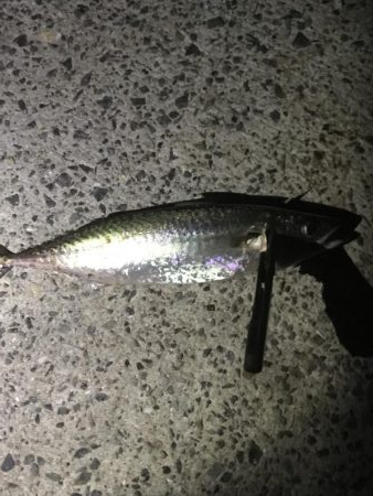 鯖さんこんばんはー