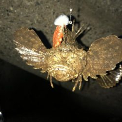 ダブルヘッダーからの朝マズメ