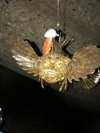 ダブルヘッダーからの朝マズメ