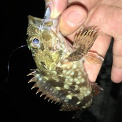 今シーズン初イカ