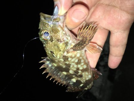 今シーズン初イカ