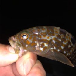 親父たちの釣行 第8弾