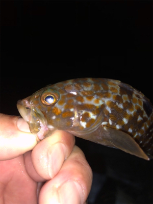 親父たちの釣行 第8弾