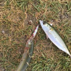 サバ  ミニサゴシ