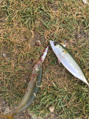 サバ  ミニサゴシ