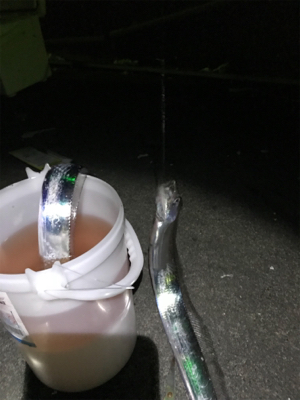 太刀魚のウキ釣り