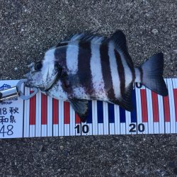 ヘチ釣りで珍客が!