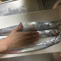 西浦でも来てます