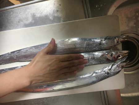 西浦でも来てます