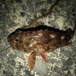 サバにやられて。