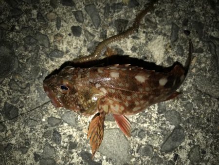 サバにやられて。