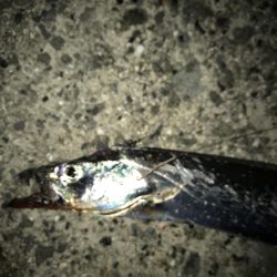 やっとタチウオ