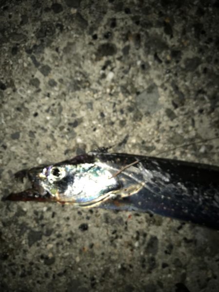 やっとタチウオ