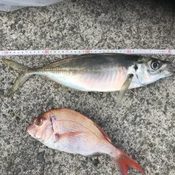 恒例の盆休み 船釣り修行