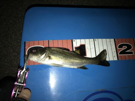 ヘチ釣り 渋ーい(^^;