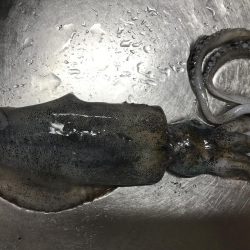 2018年初アオリイカ