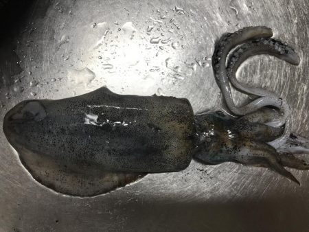 2018年初アオリイカ