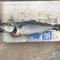 ライトショアジギング