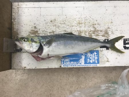 ライトショアジギング