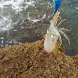 エギング釣行その26