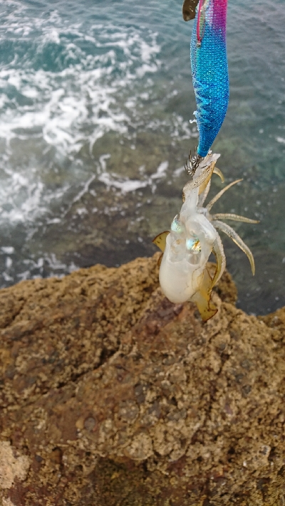 エギング釣行その26