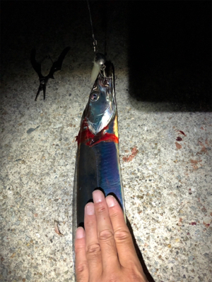 鯖からの太刀魚