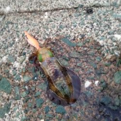 秋アオリ　短時間釣行