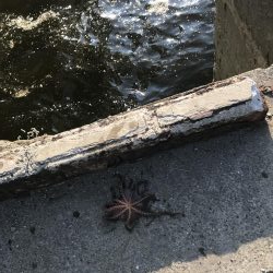 今日はまあまあ釣れた