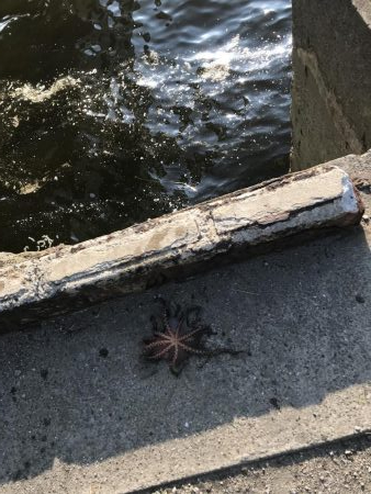 今日はまあまあ釣れた