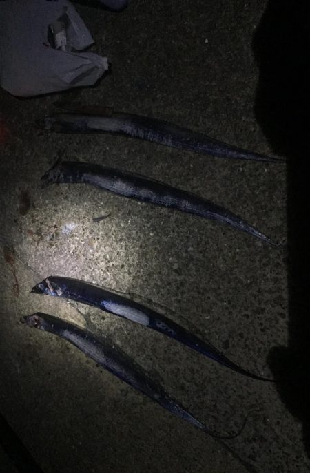 泉大津にもいてますね