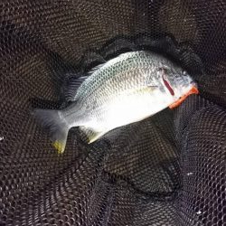 チニングは楽しい