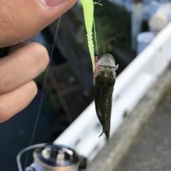 アジングタックルで