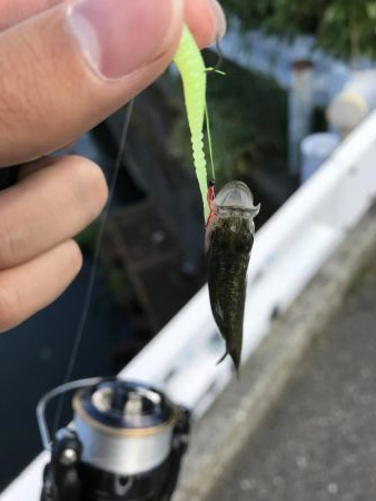 アジングタックルで