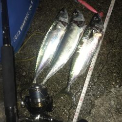 今日もサバ、サバ、サバ⁈