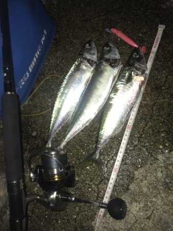 今日もサバ、サバ、サバ⁈