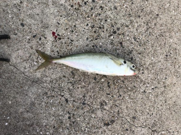 ショアジギング