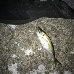 やっと豆アジ釣れた