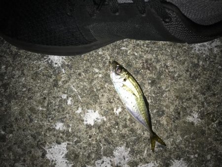 やっと豆アジ釣れた