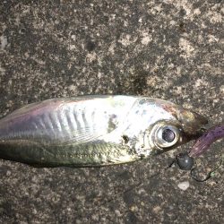 今宵も豆アジング！