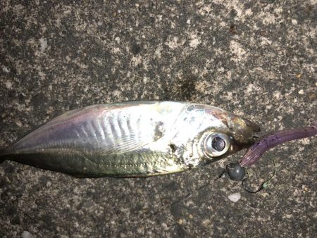 今宵も豆アジング！