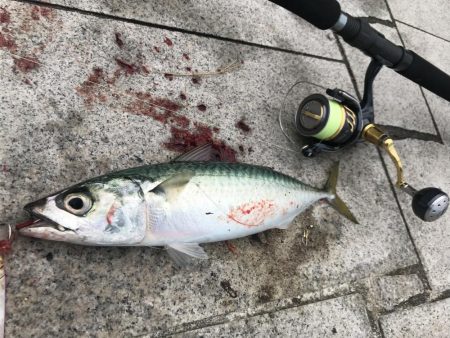 ショアジギング第2弾