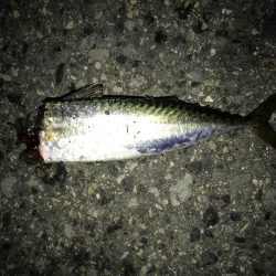 今季、初のタチウオゲット！