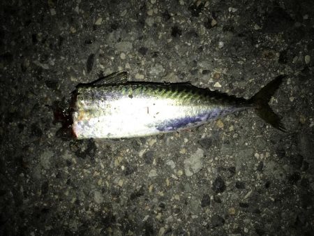 今季、初のタチウオゲット！