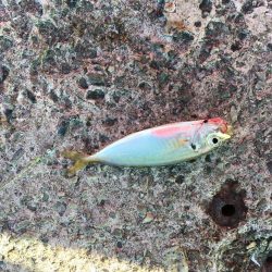 豆アジ釣れました！