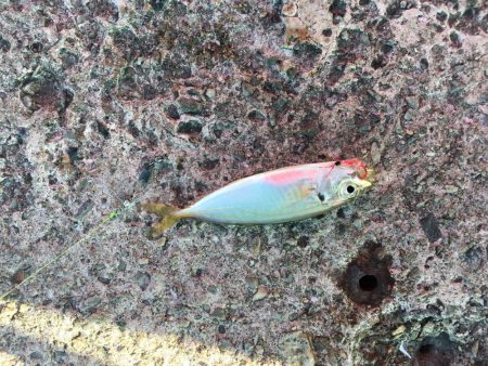 豆アジ釣れました！